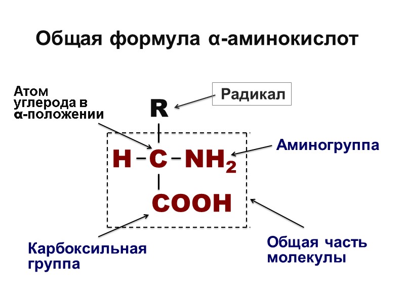 Общая формула α-аминокислот           